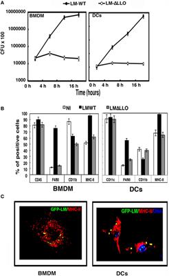 Cellular vaccines in listeriosis: role of the Listeria antigen GAPDH